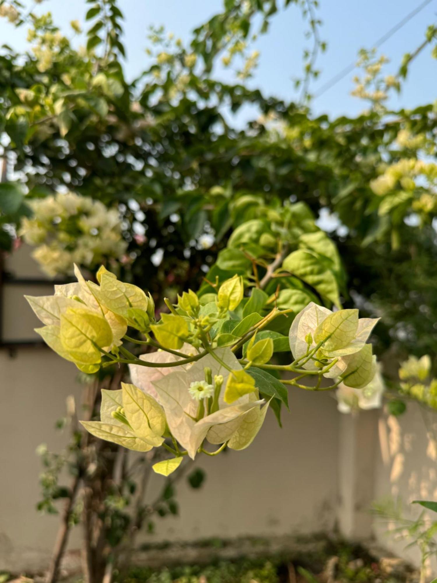 The Bougainvillea Cottage Farmstay Near Dehradun , 2 Bedroom Private Cottage Next To Fields And Orchards With Hill Views エクステリア 写真